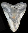 Bargain Megalodon Tooth - North Carolina #38677-1